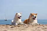 AKITA INU 209